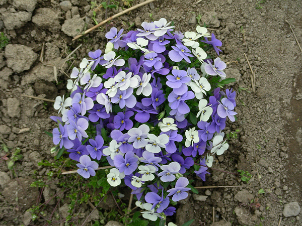 pansy in flower